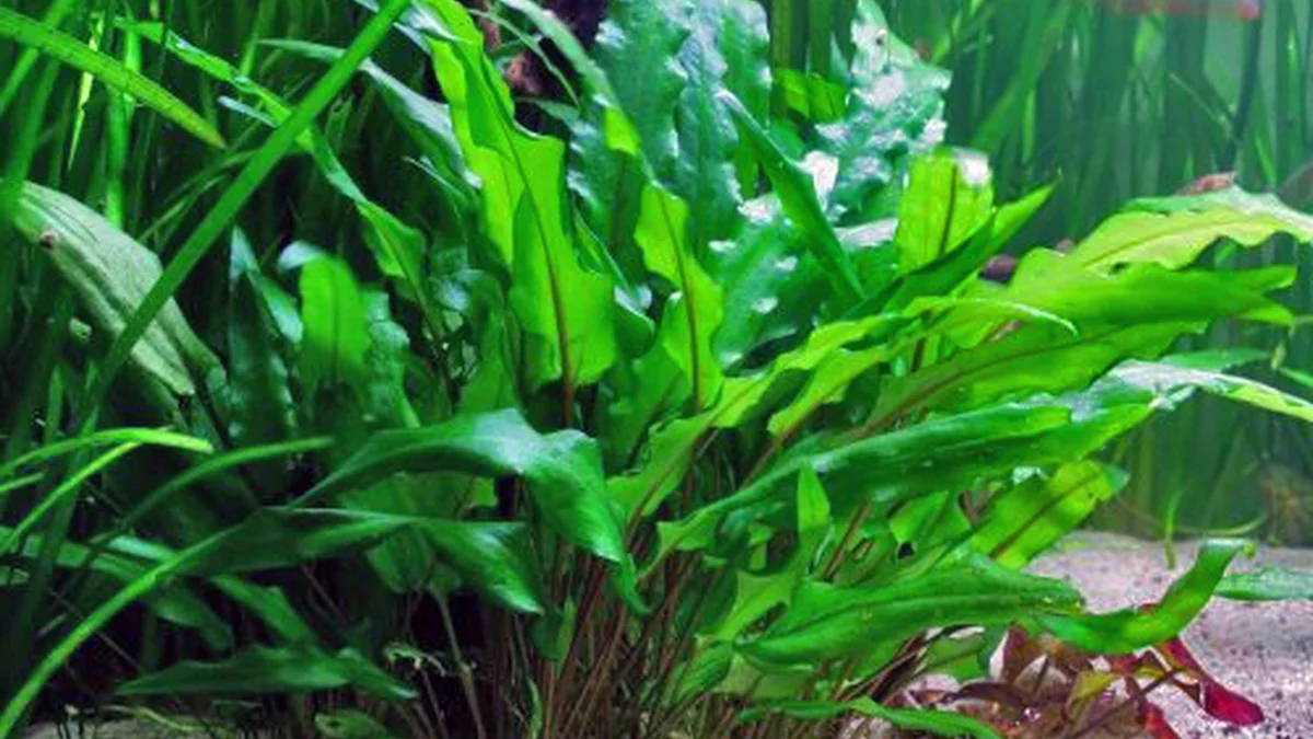 Cryptocoryne wendtii Green akvaryum bitkisi
