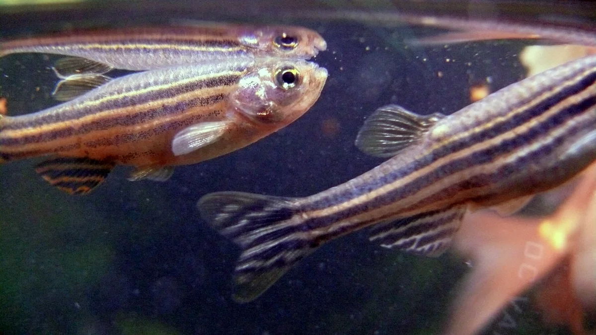 Yatay çizgili zebra danio balığı