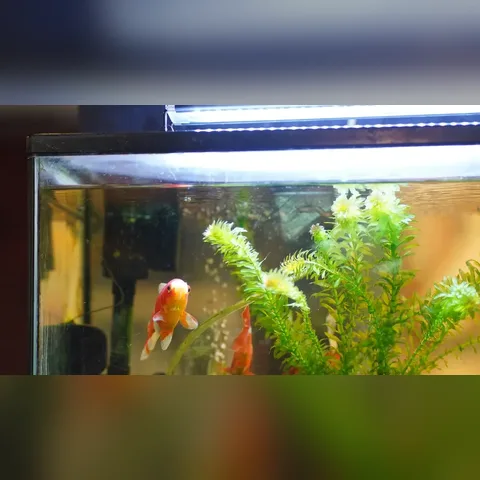 Akvaryum Döngüsü Nasıl Kurulur? içeriğini gösteren akvaryum görseli