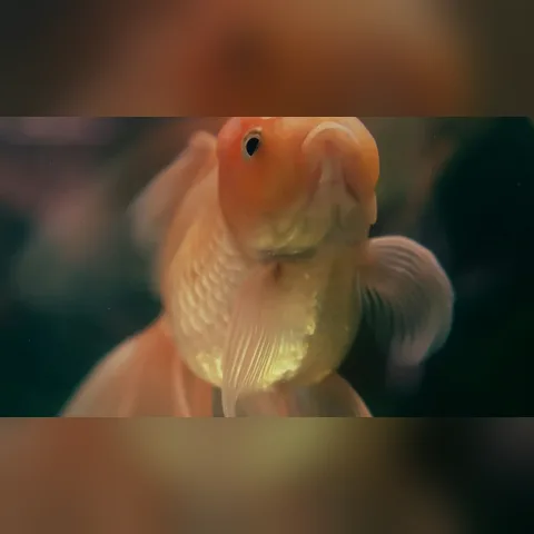 Akvaryum Isıtıcısı Nasıl Seçilir? içeriğini gösteren akvaryum görseli