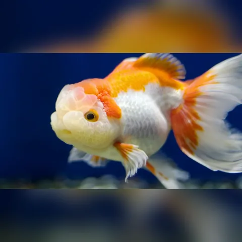 Akvaryum Toplam Ağırlık Hesaplama içeriğini gösteren akvaryum görseli