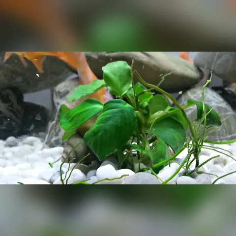 Anubias Bakımı içeriğini gösteren akvaryum görseli