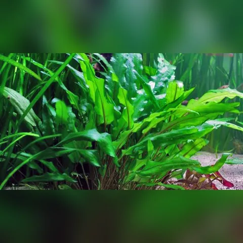 Cryptocoryne Wendtii Bakımı içeriğini gösteren akvaryum görseli