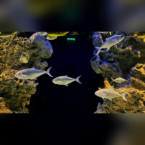Haftalık Su Değişimi Nasıl Yapılır? içeriğini gösteren akvaryum görseli