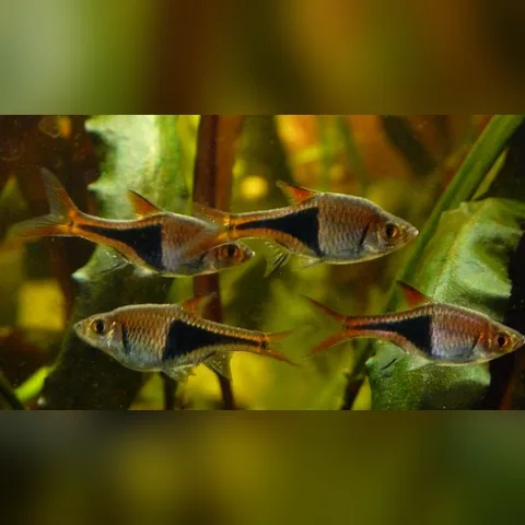 Harlequin Rasbora Bakımı içeriğini gösteren akvaryum görseli