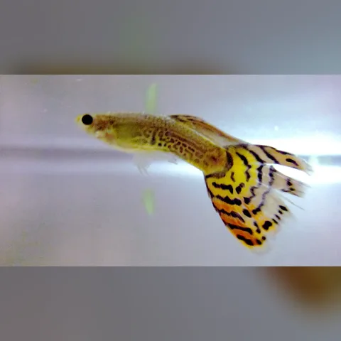 Lepistes Balığı Bakımı içeriğini gösteren akvaryum görseli