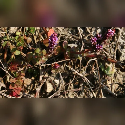 Rotala Rotundifolia Bakımı içeriğini gösteren akvaryum görseli