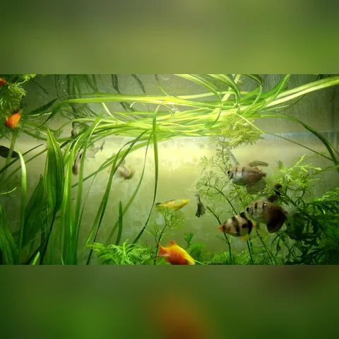 Vallisneria Bakımı içeriğini gösteren akvaryum görseli